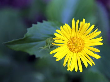 The beautiful yellow flower - image #461047 gratis