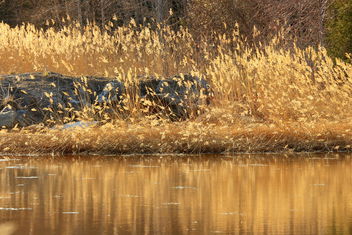 The bed of reeds - Kostenloses image #461307