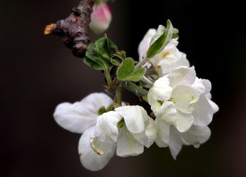 The flowers of the appletree - image gratuit #461347 