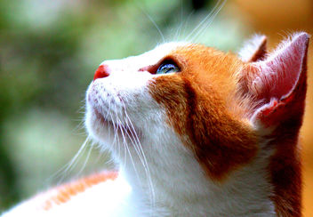 Cat portrait by iezalel williams IMG_2980-004 - Canon EOS 700D - Free image #461597