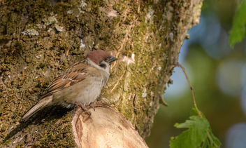 Eurasian Tree Sparrow - image #461617 gratis