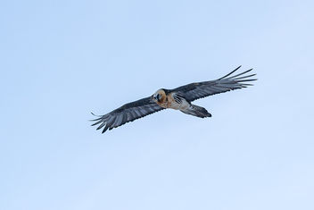 Bearded Vulture - Kostenloses image #461667