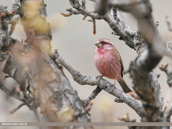 Red-Mantled Rosefinch (Carpodacus rhodochlamys) - бесплатный image #461707