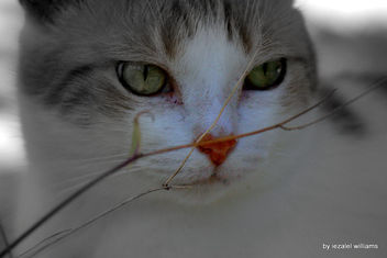 Cat's eyes and nose by iezalel williams IMG_1175-001 - бесплатный image #461727
