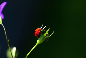 Ladybird #2 - image #461737 gratis