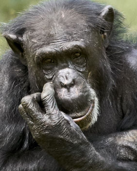 Gorilla, Burgers'Zoo Arnhem - Kostenloses image #461787