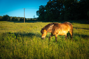 Exmoor Ponies (1 of 3) - бесплатный image #461877