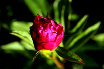The peony is bursting into flower - Kostenloses image #461907