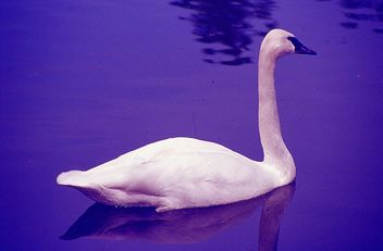Swan Lake - Free image #461937