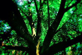 Tree of Life - Free image #461977