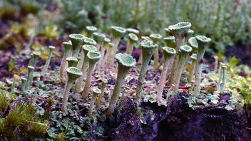 Cladonia asahinae. (pixie cup lichen) - image gratuit #462107 