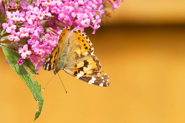 Butterfly in the wild garden - Free image #462937