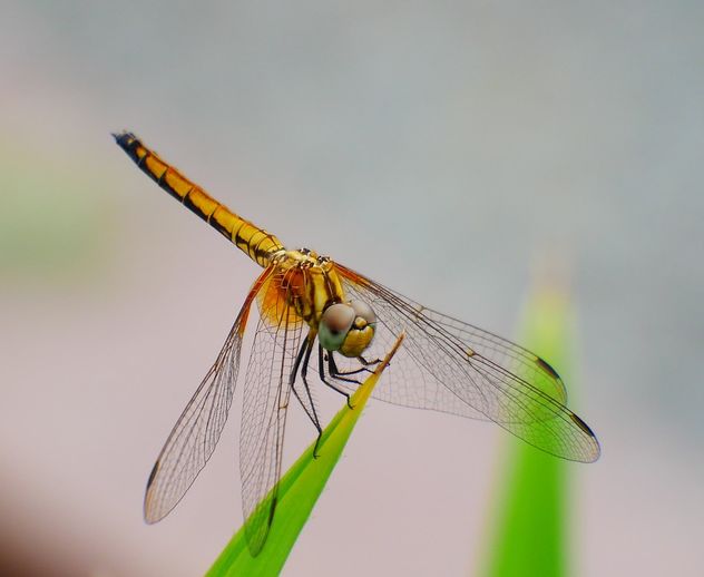 dragonfly - бесплатный image #462967