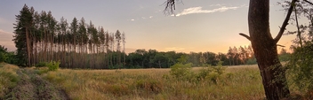 Forest panorama - image #462977 gratis