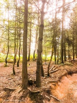 Birches valley, Cannock - image gratuit #463547 