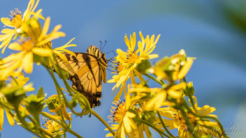 Swallowtail (thanks, odell rd!) ~ Huron River and Watershed - image gratuit #463727 