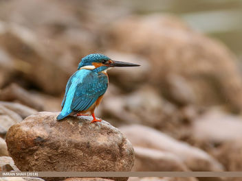 Common Kingfisher (Alcedo atthis) - image gratuit #463937 