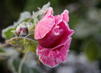 The frosty rosebud. - Free image #464127