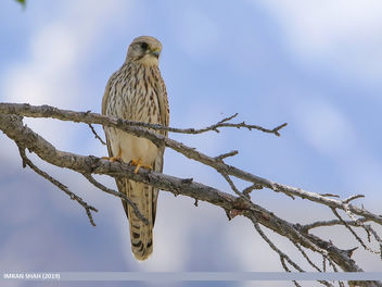 Common Kestrel (Falco tinnunculus) - бесплатный image #464447