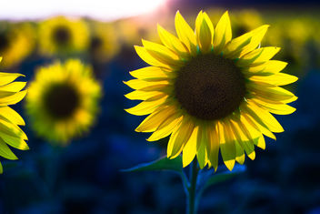 Sunflower - image #464607 gratis