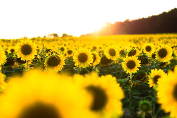 Sunflower Field - image gratuit #464797 
