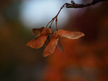 Autumn - Free image #464817