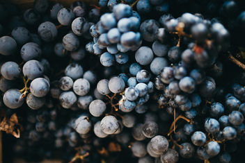 Background of a black grapes in a box - бесплатный image #464837