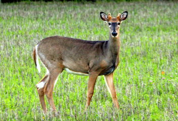 The white-tailed deer - бесплатный image #464877