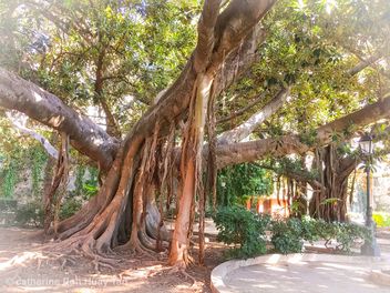 Tree, Ortigia, Siracusa, Sicily - Kostenloses image #465057