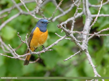 Blue-fronted Redstart (Phoenicurus frontalis) - Free image #465157