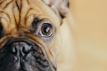 Eye of bulldog. Boxer Dog Portrait. - image #465167 gratis