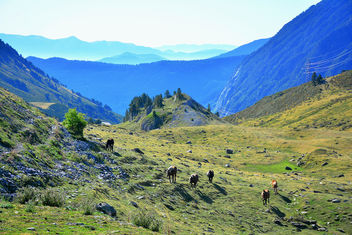 Ponies in the Pyrenees - Free image #465287