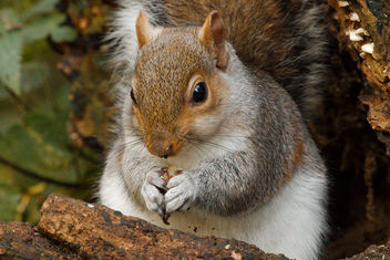 Squirrel - Kostenloses image #465497