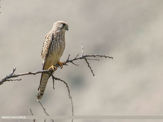 Common Kestrel (Falco tinnunculus) - image gratuit #465527 