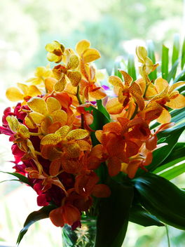 orchids - image gratuit #466167 