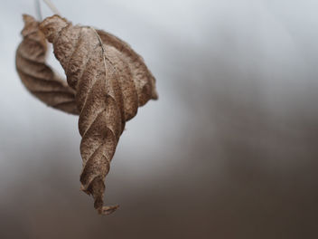 Autumn leaves - бесплатный image #466217