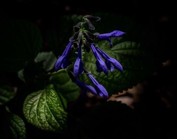 Salvia Costa Rican Blue - image gratuit #466287 
