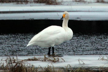 Lonely swan on the ice - image #466347 gratis