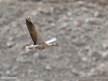 Greylag Goose (Anser anser) - image gratuit #466417 