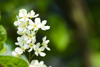 DSC_7145 white flowers - nature close up - Free image #466477