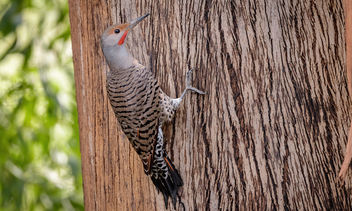 Northern Flicker (Red-shafted) - Free image #466527