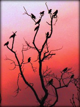 Crows Winter Roost - image gratuit #467297 