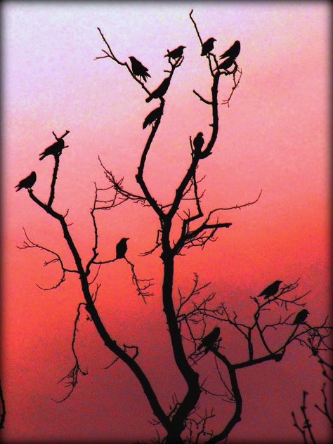 Crows Winter Roost - image #467297 gratis