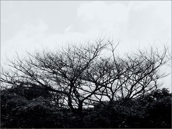 bare branches - бесплатный image #467347
