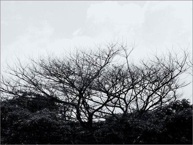 bare branches - Kostenloses image #467347
