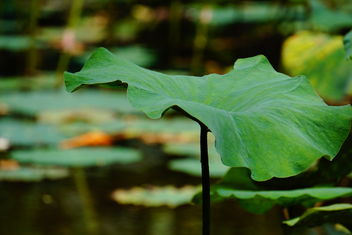 lotus plant leaf - Free image #467477