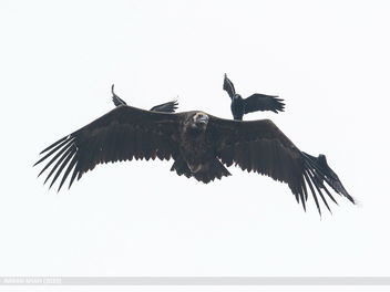 Cinereous Vulture (Aegypius monachus) - бесплатный image #467487