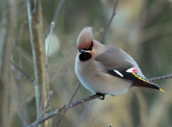 Waxwing - Free image #467567