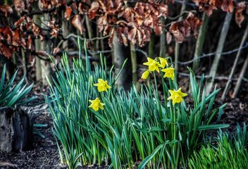 Early Daffodils - Free image #467597