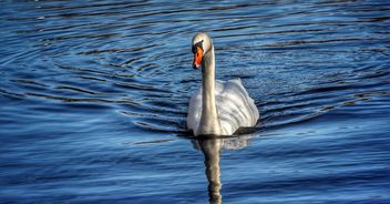 Mute Swan - Kostenloses image #467677